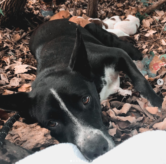 dog with babies