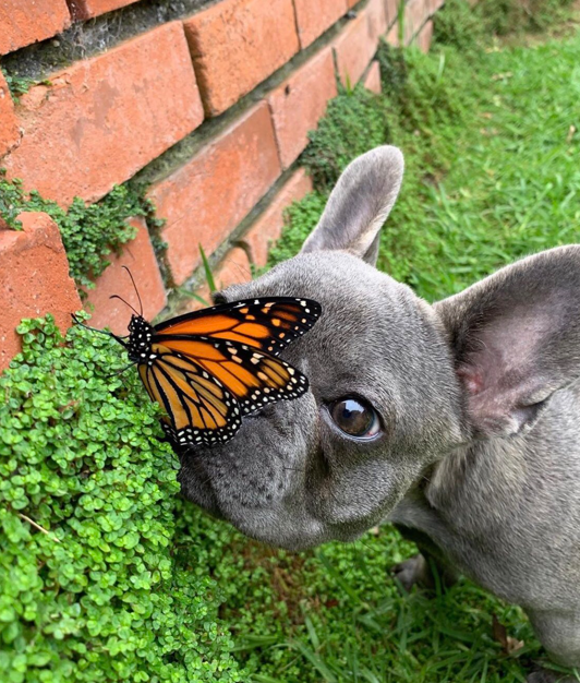 dog with butterfly 2