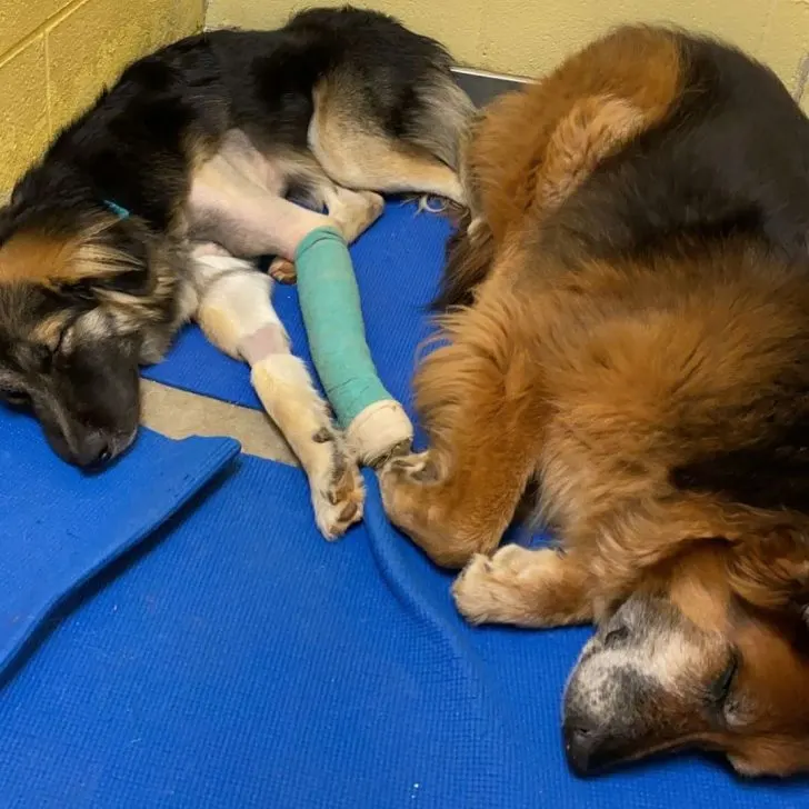 dog with injured leg 728x728