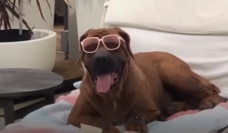 dog with sunglasses 768x447