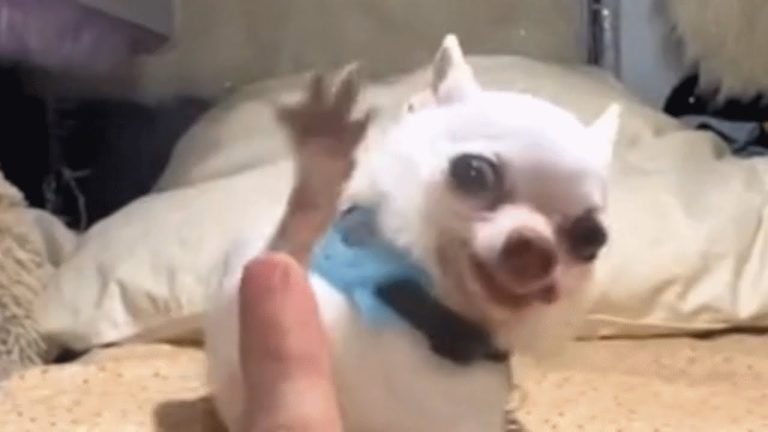 Tiny chihuahua’s high five attempts are hilarious