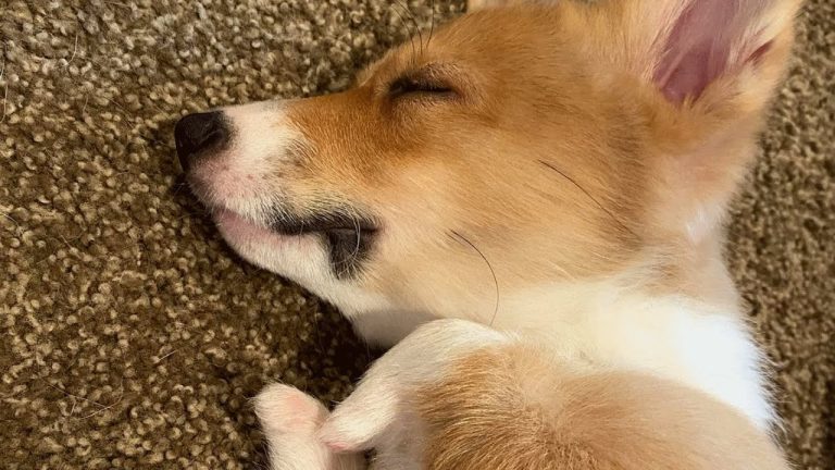 Family adopts corgi with deformed legs, inspiring resilience!
