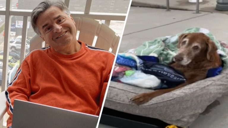Family builds mobile bed for elderly dog so she could still enjoy the outdoors!