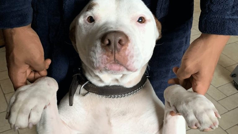 Family dumped this dog because they didn’t want him anymore