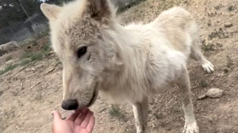 Woman Rescued Shy Wolfdog Transforms Into Affectionate Companion