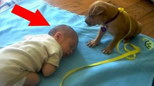 A Child’s First Friend: The Heartwarming Bond Between a Baby and a Puppy