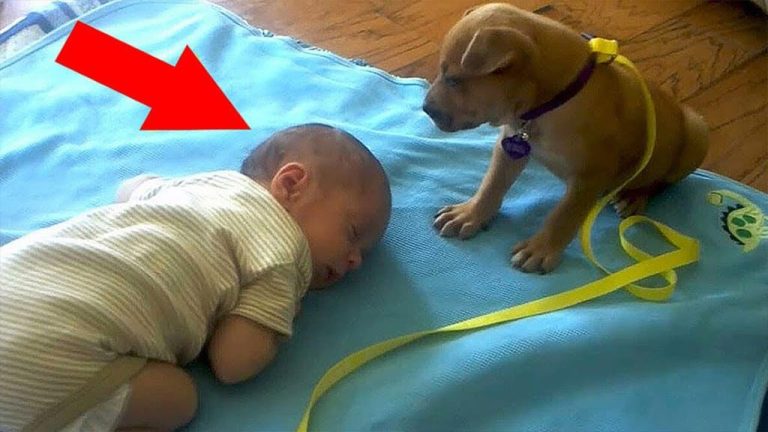 A Child’s First Friend: The Heartwarming Bond Between a Baby and a Puppy