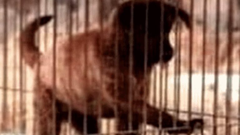 Dog living in cage has incredible response when she steps on grass