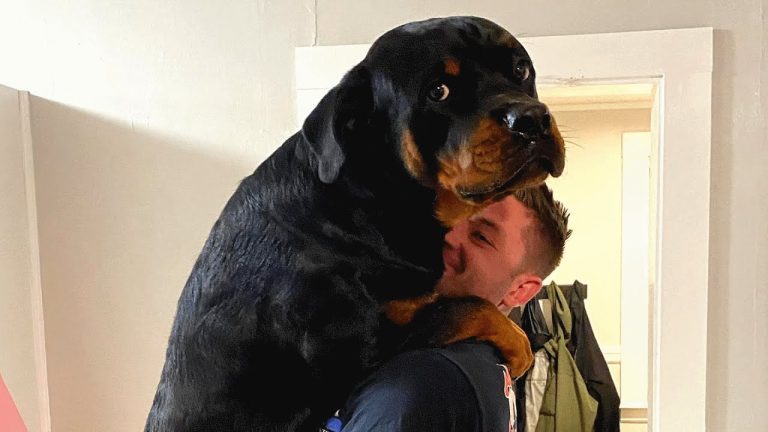 Giant dog just wants to be this guy’s baby