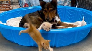 Grieving mama dog adopts kittens after losing her puppies