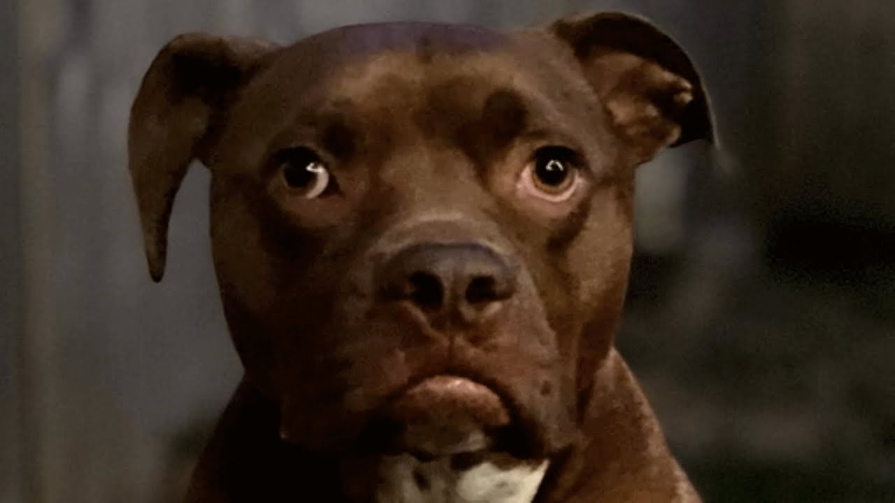 He was a shelter pit bull with mystery past, A woman decided to take him home!