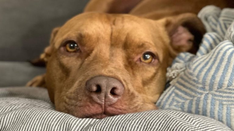 I Adopted Pit bull No One Else Wanted. Here’s How That Went