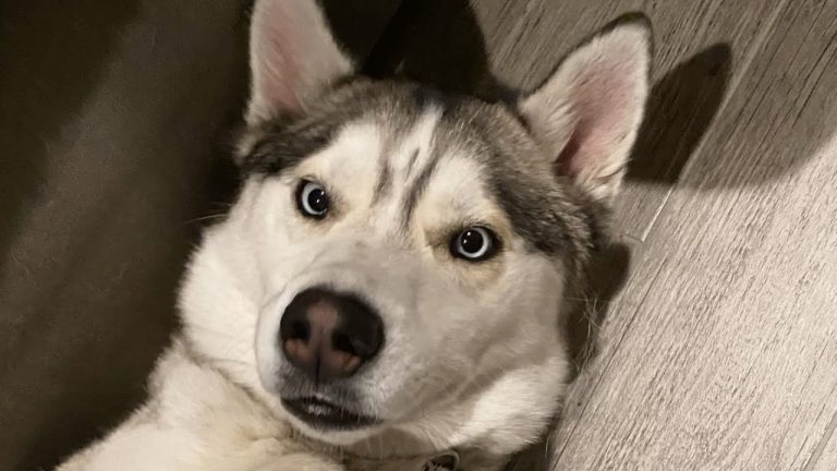 Man adopts a husky, Then he discovers his tantrum problem!