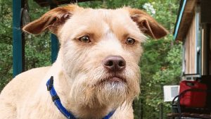 Maverick is a lab chihuahua mix, And he looks like a grumpy old human!