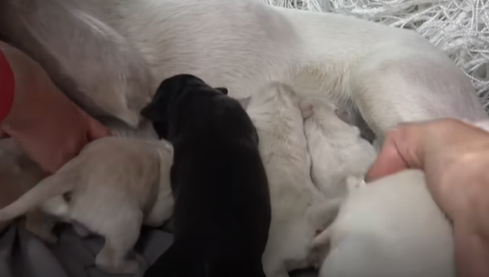 mom dog feeding milk