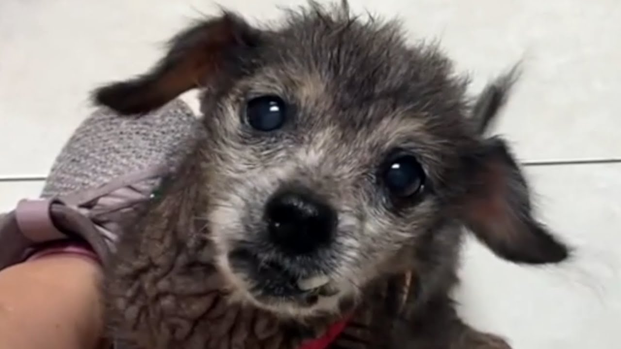 Carly Adopts Abandoned Senior Dog, His Heartbreaking Cry Mad Her Cry too