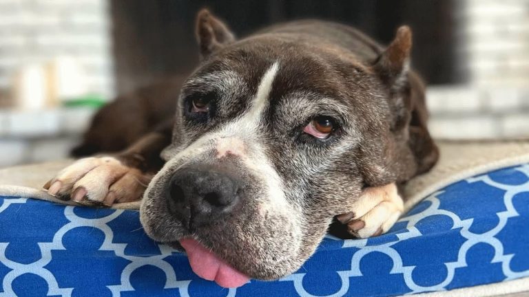 No one wanted this old pit bull, But she was perfect for one woman!