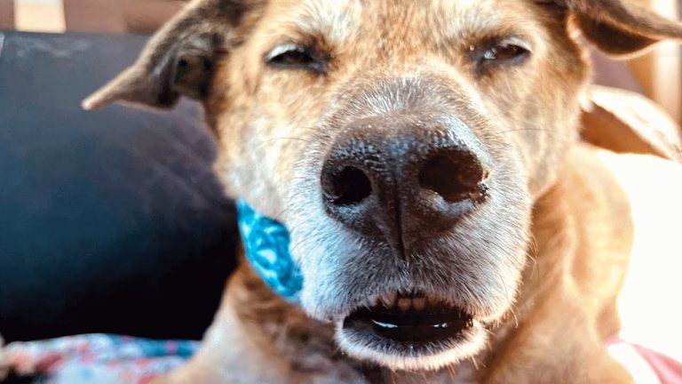 No one wanted this shelter dog because he looked sad, Then one family gave him another chance