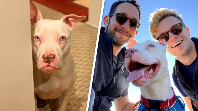 Nobody visited deaf shelter dog, Then she met two dads!