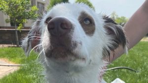 Oakley, A Mysterious Stray, Brings Comfort And Joy To Medical Students Hollis And Jared