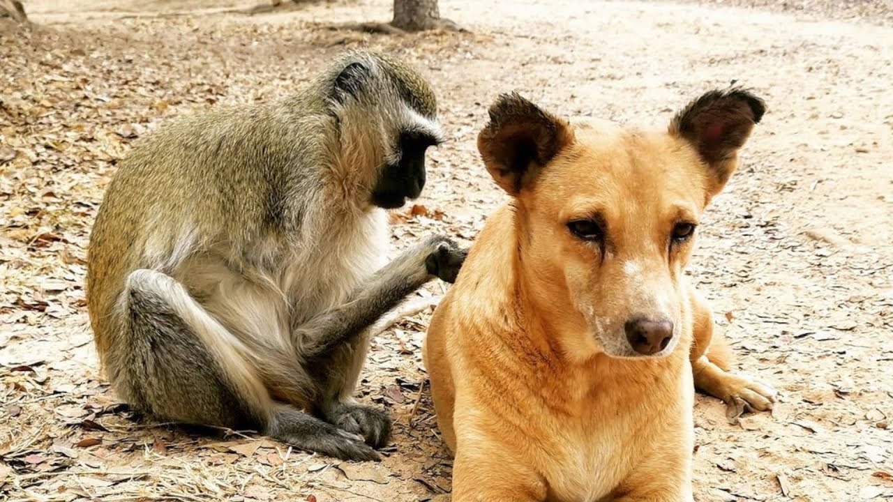 One armed orphaned monkey becomes a nanny for senior dogs