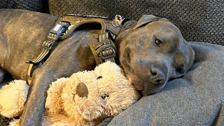 One eared dog changes toy to make it look like him