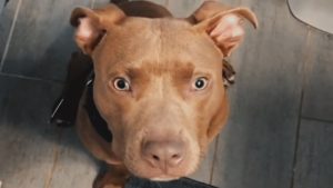 People don’t like Ted because he’s a pit bull, His mom wants to change that!
