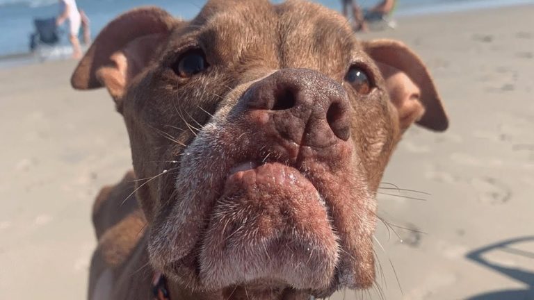 People keep rejecting this pit bull, His response is totally predictable!