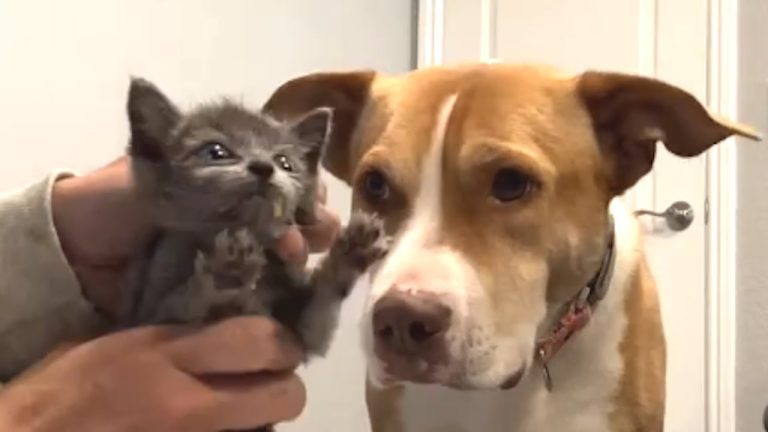 Pitbull thinks she’s every cat’s mommy