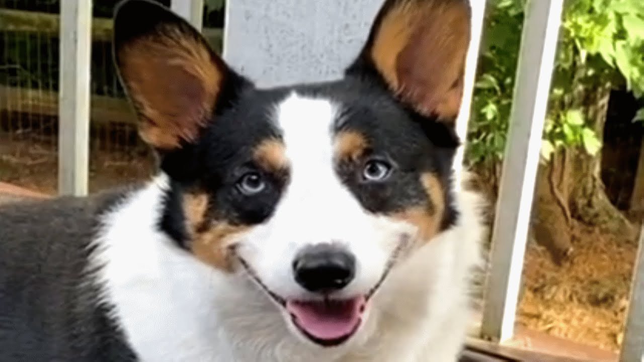 Reecie, the introverted dog, enjoys solitude over socializing