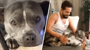 Reluctant man gets a dog because wife insisted, Now he’s obsessed!