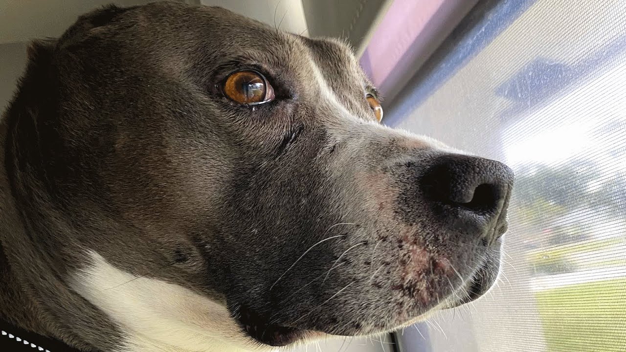 Rescued fighting dog Elijah finds joy and purpose in new life.