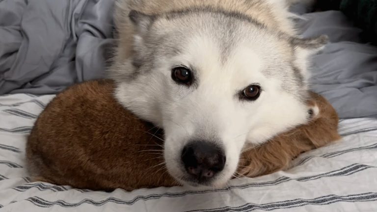 Rescued husky mothers small animals, overcomes breeding past