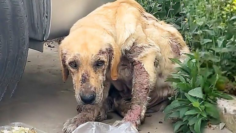 Rescuers Saved Abandoned Injured Dog Waits by Trash Can for Three Days for His Owner