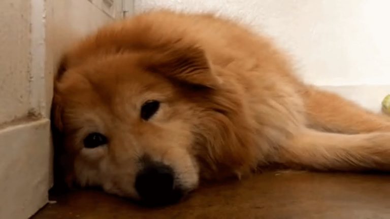Sad shelter dog finds a forever home. See her life now