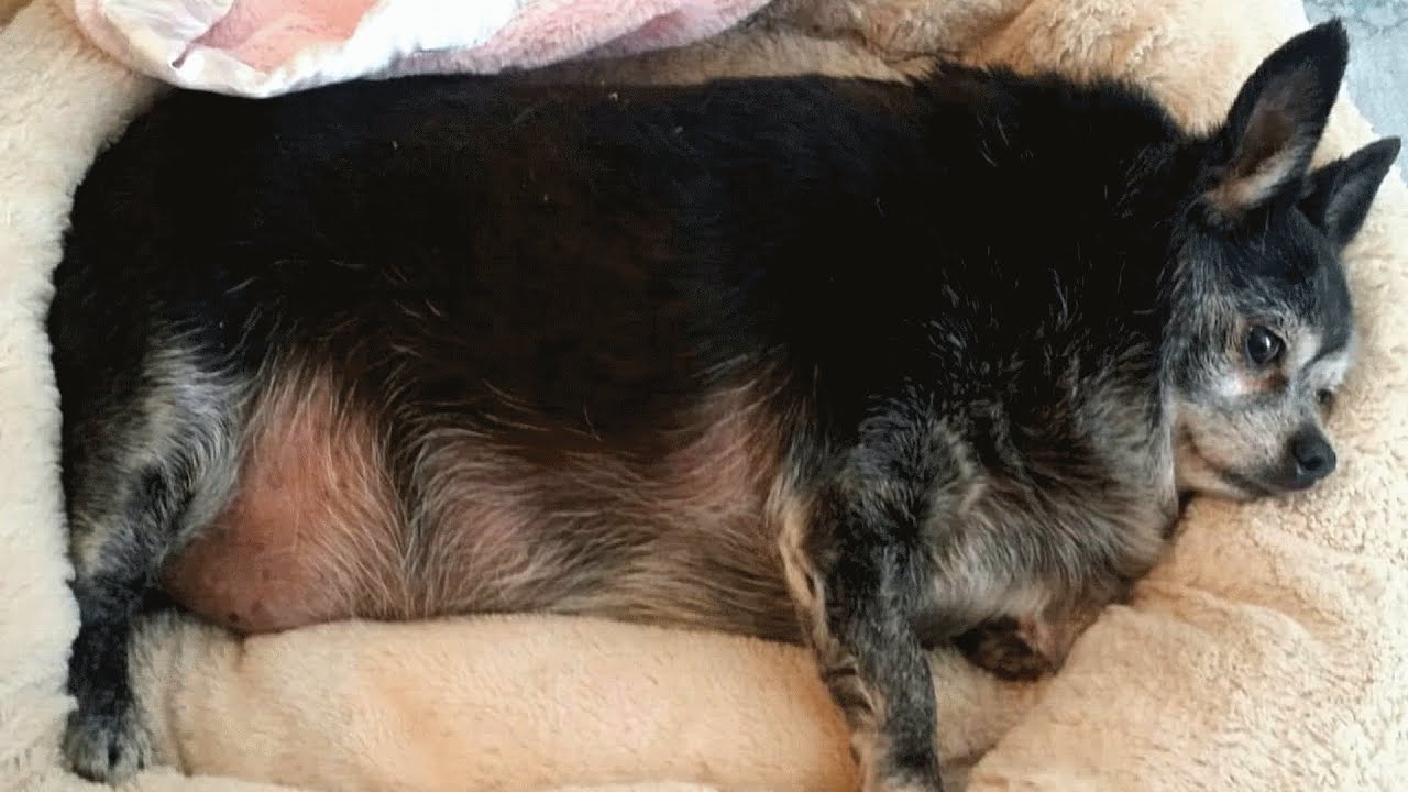 Senior chihuahua was sad and obese, So this woman adopted him!