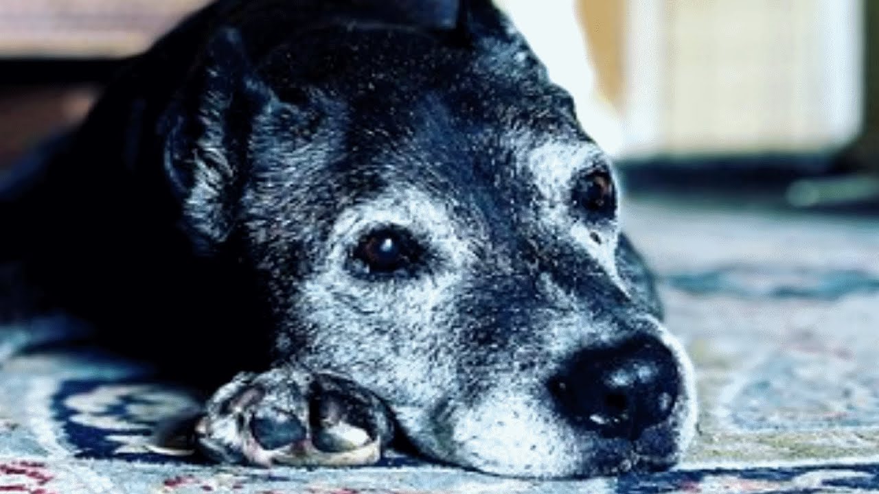 Senior dog had just an hour left, Then a family saved her!