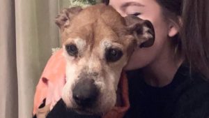 Senior dog kept waiting for owner who never returned