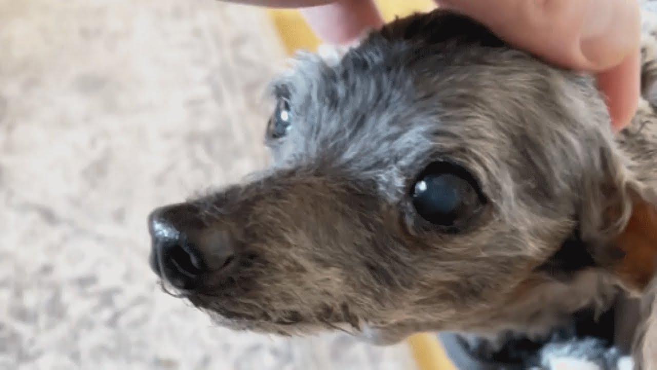 Senior dog was left outside shelter with a toy, This couple is giving her another chance!