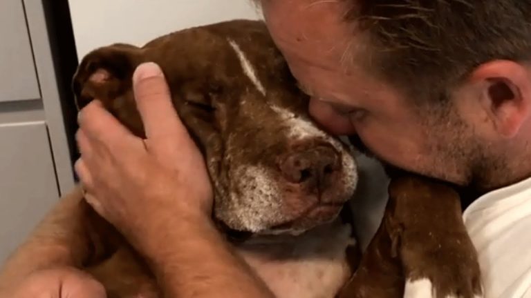 Senior shelter dog was desperate for love, Then he found the perfect home!