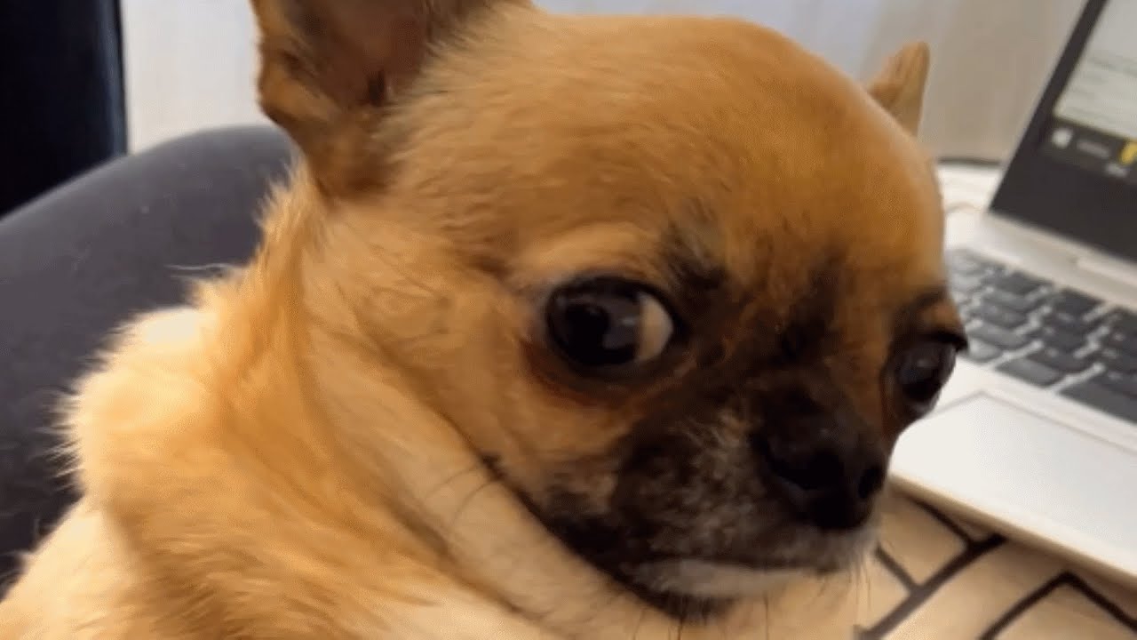 Sensitive chihuahua makes sad face when mom laughs at him