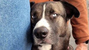 Shelter Dog Is So Happy Someone Finally Loves Him