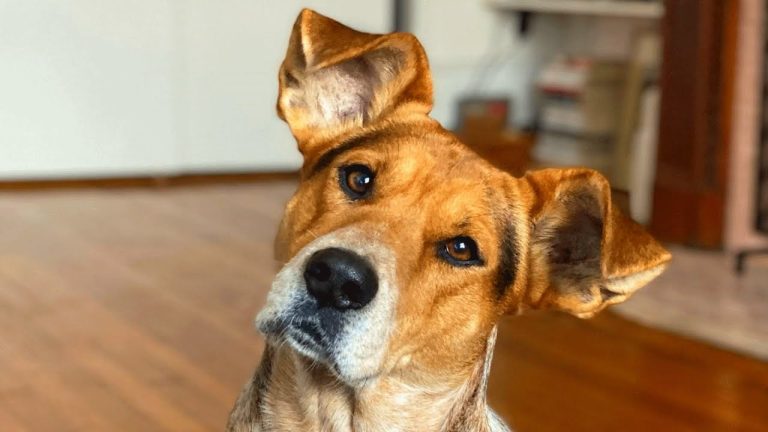 Shelter dog with strange ears met the woman of his dreams
