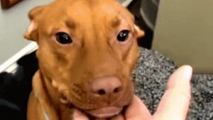 Shy shelter dog loves everyone in his new family