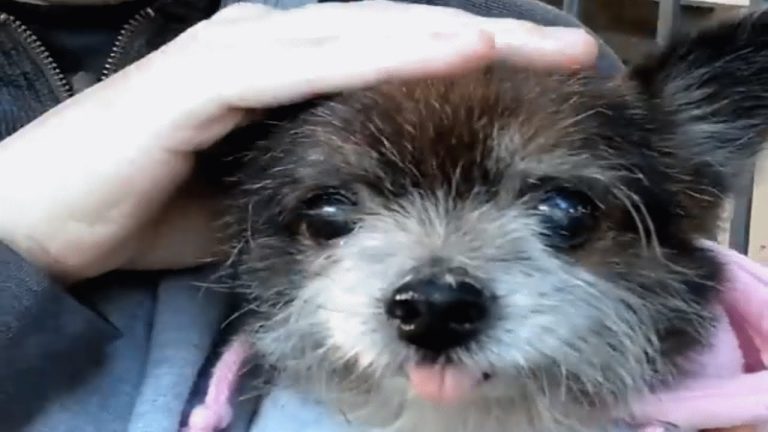 Someone dumped this senior dog, It’s the best thing that happened to him!