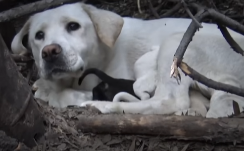 struck dog and her family