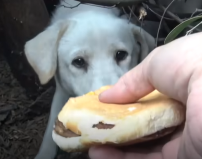 they gave burger to mother dog