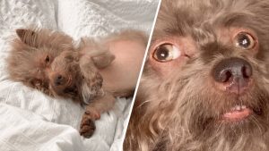 This ‘werewolf’ dog has human like eyes