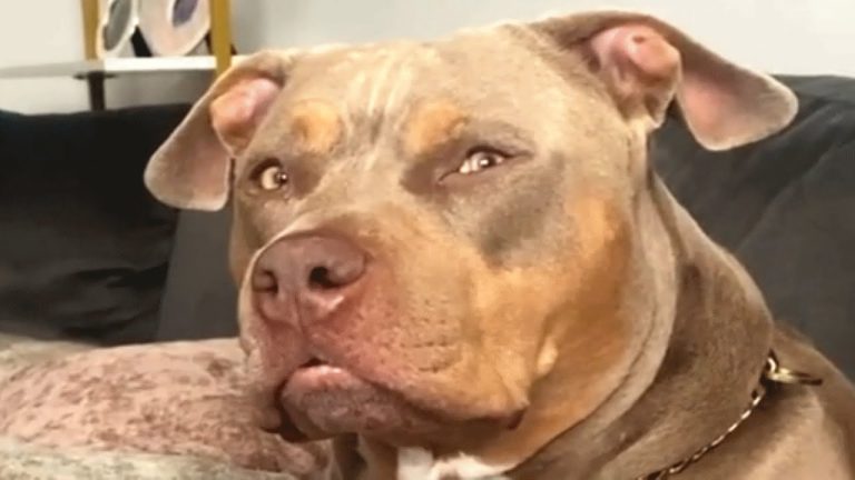 This dog gets disappointed when humans don’t understand her