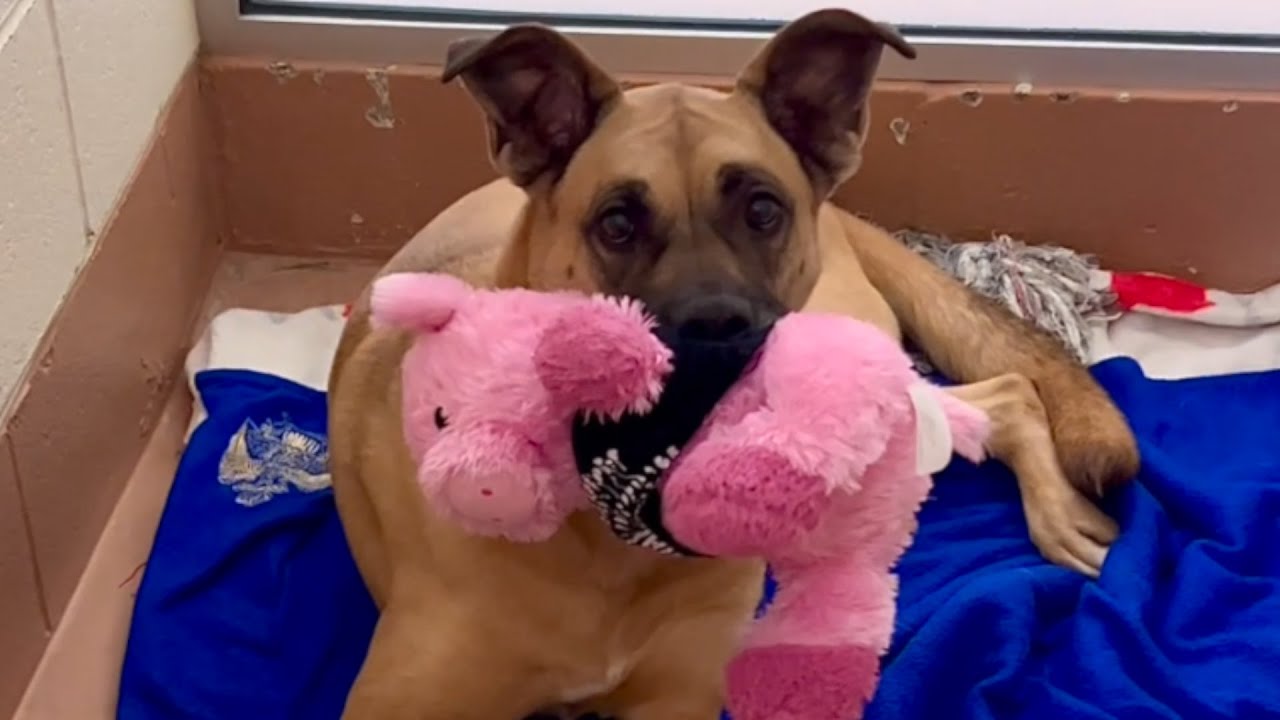 This dog has been in shelter for 3 years. No one wants her!